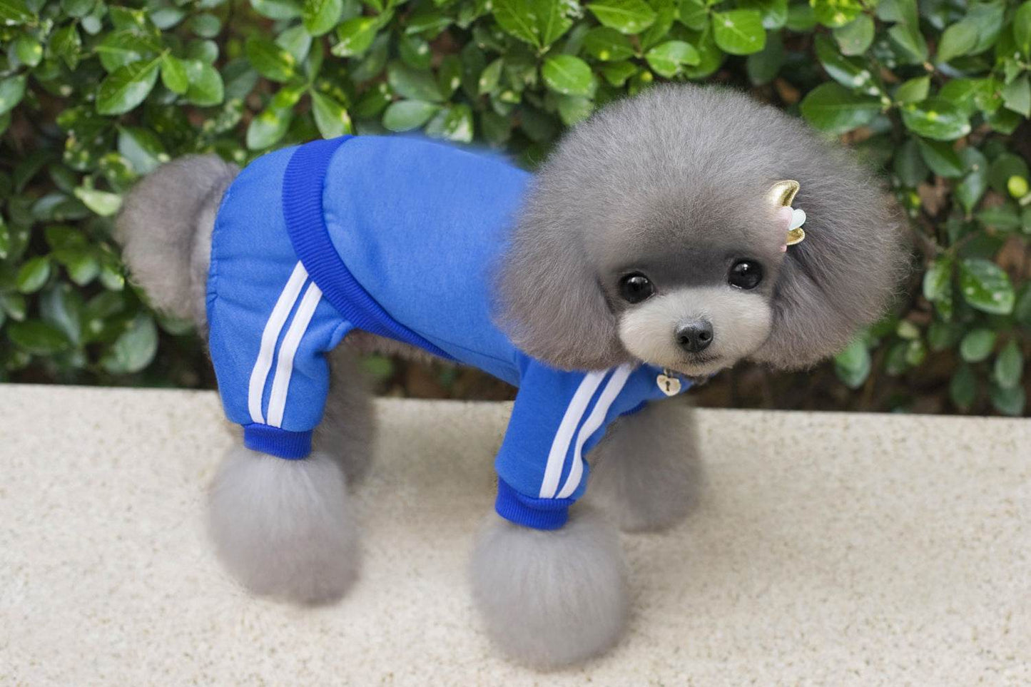 Teddy Dog Hoodie – Stylish and Cozy Dog Clothing - Pasha
