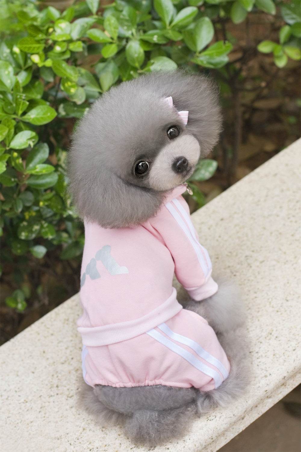 Teddy Dog Hoodie – Stylish and Cozy Dog Clothing - Pasha