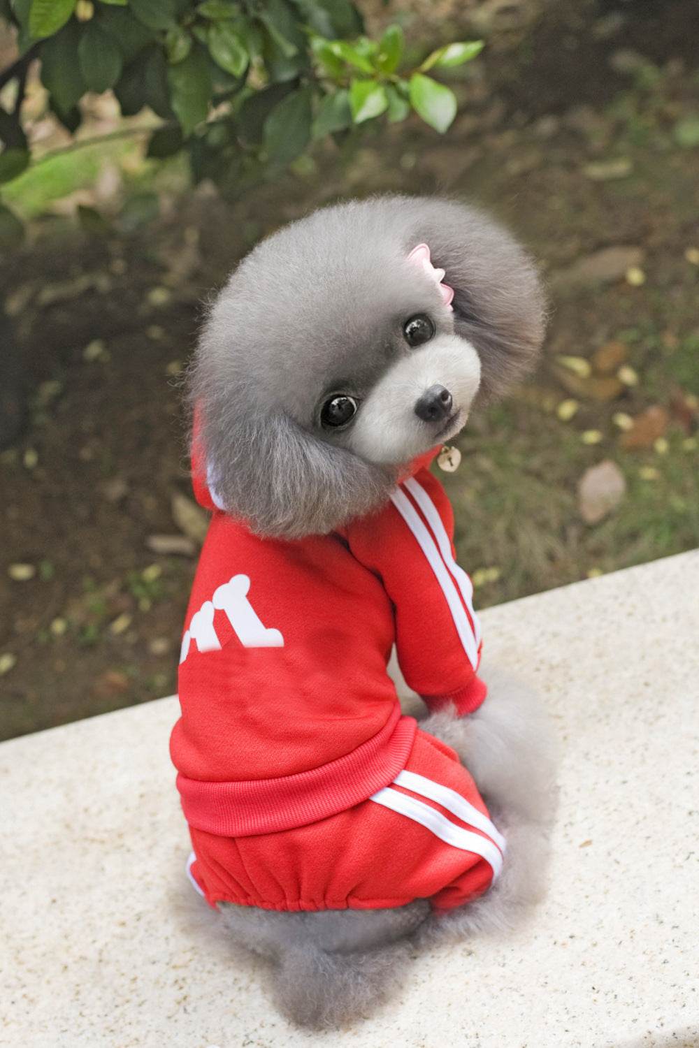 Teddy Dog Hoodie – Stylish and Cozy Dog Clothing - Pasha